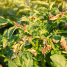 zemiak, zemiaky, pleseň zemiaková