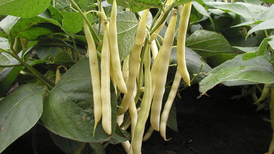 ‘Aidagold’ je stredne skorá odroda so žltými...