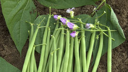 fazuľa kríčkovitá FLEURET