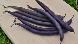 fazuľa kríčkovitá PURPLE QUEEN