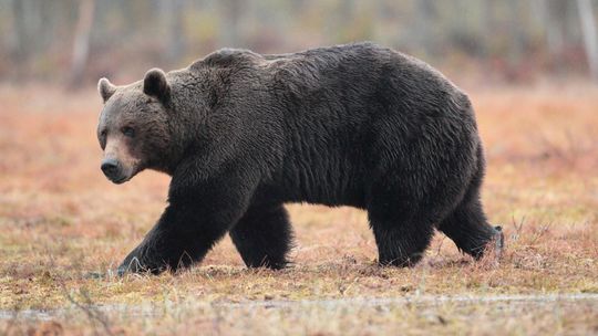 V katastri obce Kľačno sa medveď hnedý dobýjal do kurína