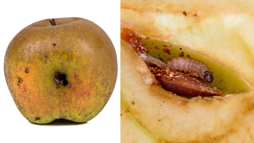 Vstupný otvor na plode a larva obaľovača...