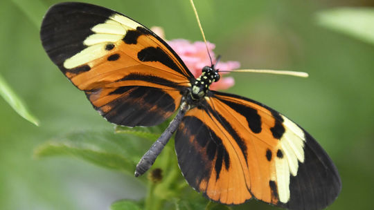 Motýľ z rodu Heliconius
