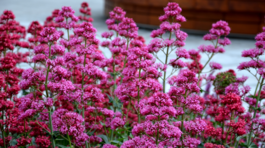 centrant červený Coccineus