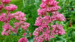 centrant červený Coccineus