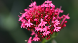 centrant červený Coccineus