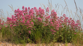 centrant červený Coccineus