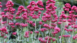 centrant červený Coccineus