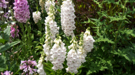 Náprstník červený Dalmatian White
