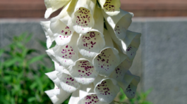 Náprstník červený Dalmatian White