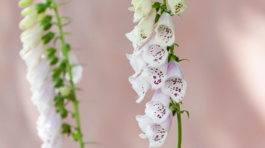 Náprstník červený Dalmatian White
