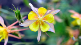 orlíček Yellow Queen