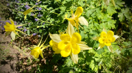 orlíček Yellow Queen