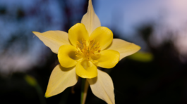 orlíček Yellow Queen