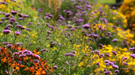 železník argentínsky