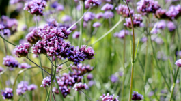 železník argentínsky