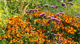 železník argentínsky