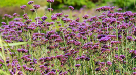 železník argentínsky