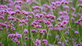 železník argentínsky