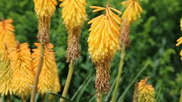 Kniphofia, Echo Mango, fakľovka