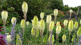 Kniphofia, Ice Queen, fakľovka,