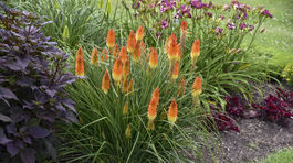 Kniphofia, Pyromania Backdraft, fakľovka