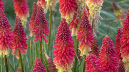 Kniphofia Pyromania Rockets Red Glare