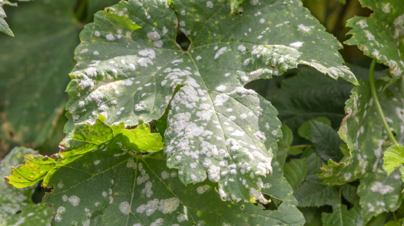 Biely povlak múčnatky na liste viniča.