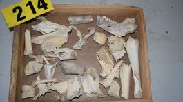 kosti, kaštieľ, Žiar nad Hronom