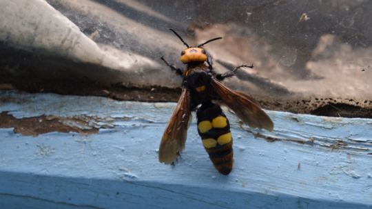 Vzácna osa vydesila obyvateľov Šiah. Podobá sa na sršňa ázijského