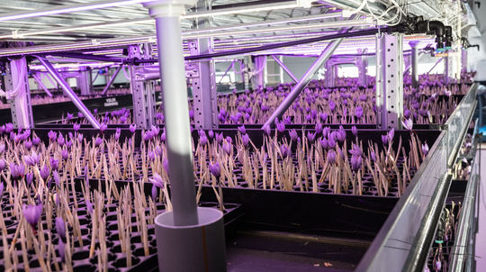 Na vertikálnej farme sú rastliny uložené zvislo...