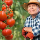 rajčiny, rajčiaky,