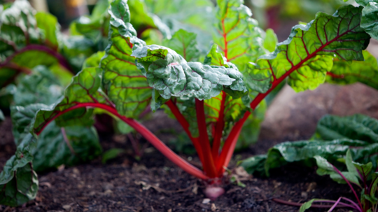 ‘Rhubarb Chard’ je nenáročný mangold s tmavo...