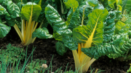 Žlté stopky ponúka napríklad odroda ‘Bright...