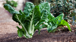 Odroda ‘Fordhook Giant’ patrí k stopkovým...