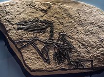 V Austrálii objavili nový druh pterosaura....