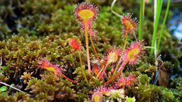 Mäsožravá rosička okrúhlolistá má...