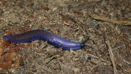 Slizniak karpatský je tiež jedným z...