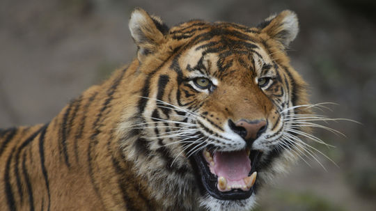 V zoo Bojnice uhynulo mláďa tigrieho samca čakajúce na transport do Afriky