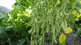 edamame