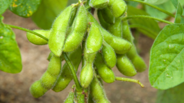 edamame