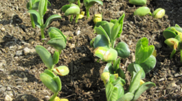edamame