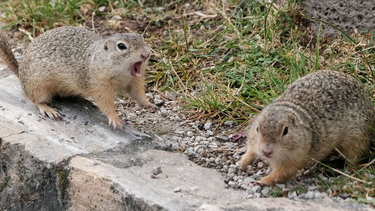 Syseľ pasienkový pri Mohyle M. R. Štefánika 
