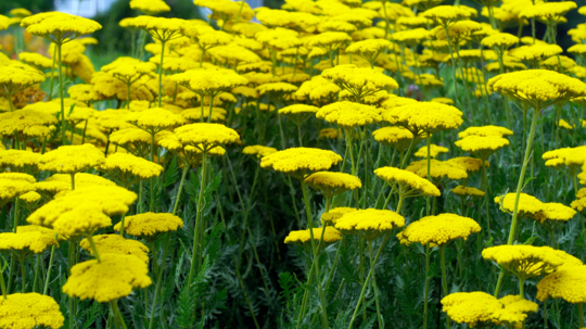 Rebríček túžobníkový