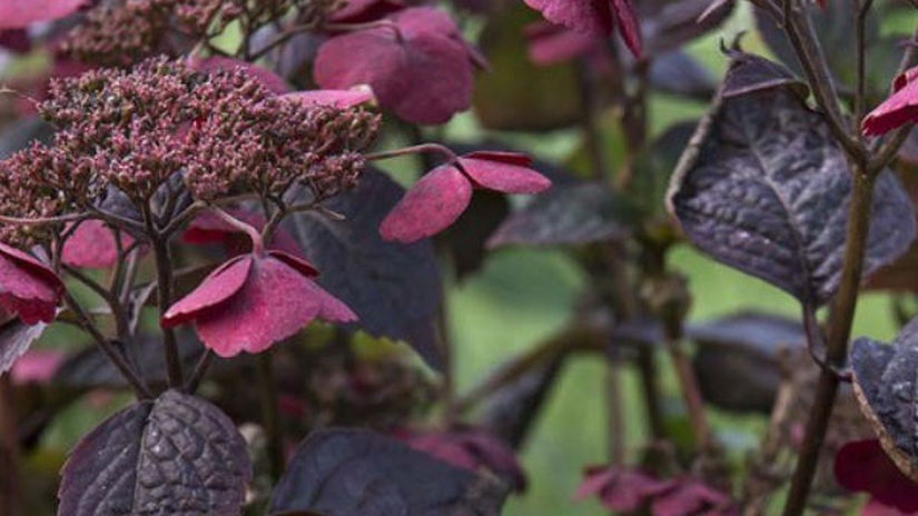 Hortenzia pílovitá ‘Daredevil’.