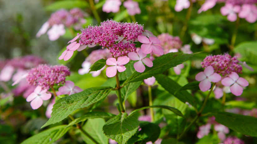 Hortenzia pílovitá