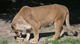 Košice ZOO horúčavy levica