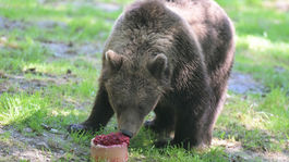 Košice ZOO horúčavy medveď