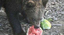 In the Košice Zoo on July 10, 2024 during the big...