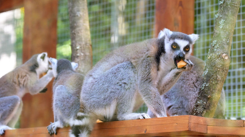Košice ZOO horúčavy zvieratá lemur